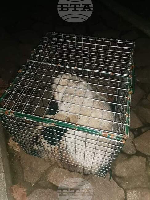 Хасково - зоопарк - вълк