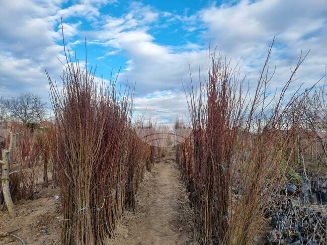 Сливен - дарителска акция