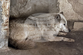 Хасково – вълк – зоопарк