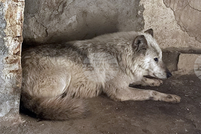 Хасково – вълк – зоопарк