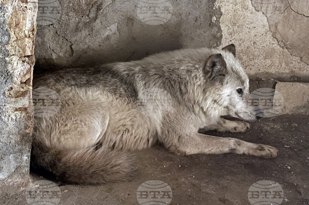 Хасково – вълк – зоопарк