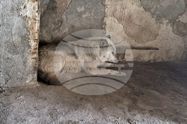 Хасково – вълк – зоопарк