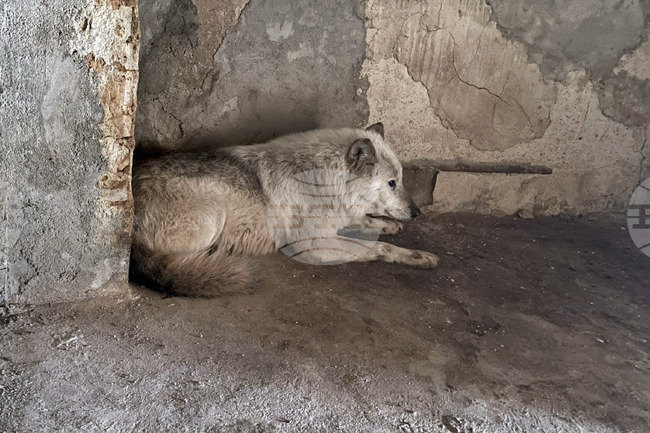 Хасково – вълк – зоопарк