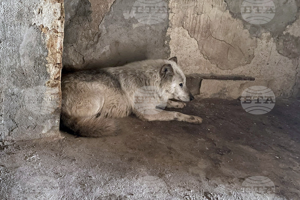 Хасково – вълк – зоопарк