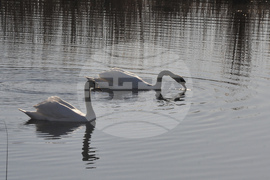 Алепу - лебеди - любопитно