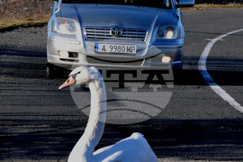 Алепу - лебеди - любопитно