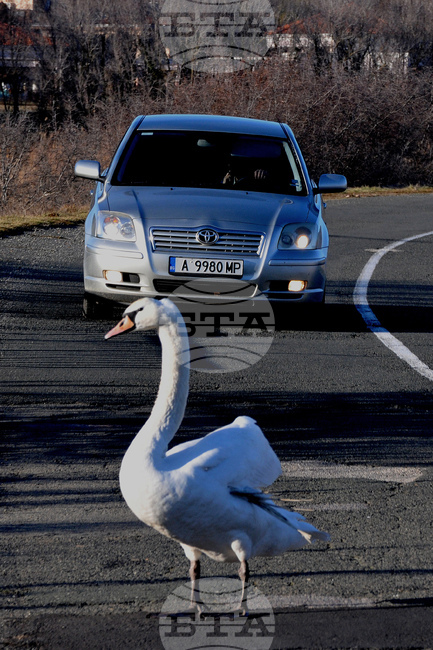 Алепу - лебеди - любопитно