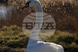 Алепу - лебеди - любопитно