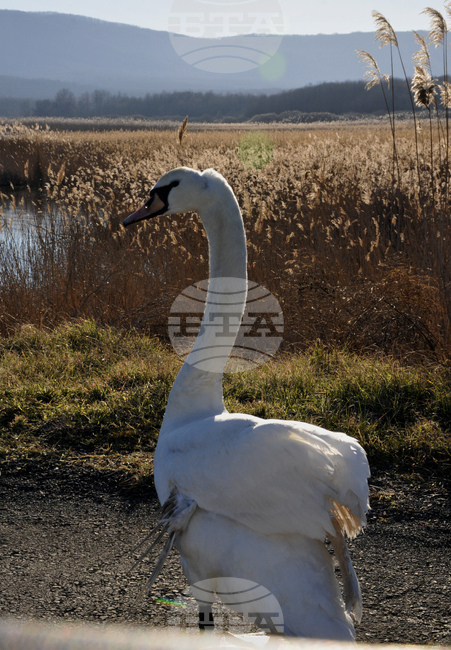 Алепу - лебеди - любопитно