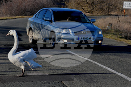 Алепу - лебеди - любопитно