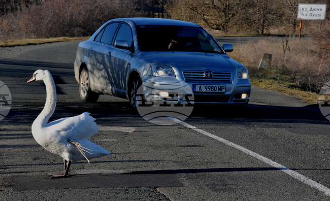 Алепу - лебеди - любопитно