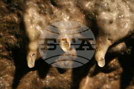 Видин - "Башовишки печ"