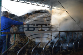 Село Конуш – пожар - кравеферма