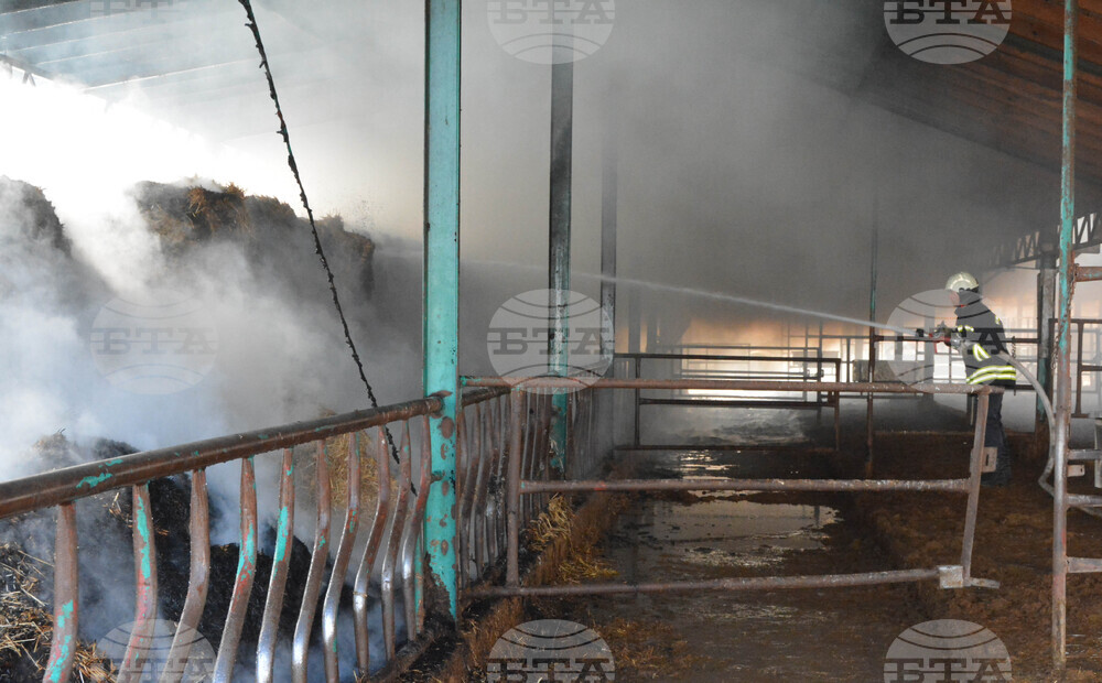 Село Конуш – пожар - кравеферма