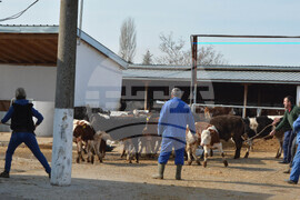 Село Конуш – пожар - кравеферма