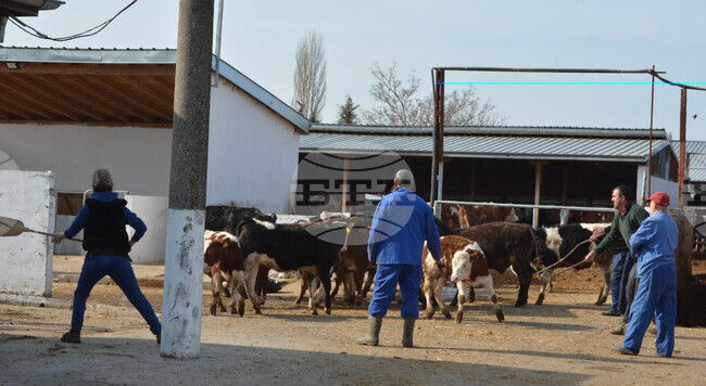 Село Конуш – пожар - кравеферма