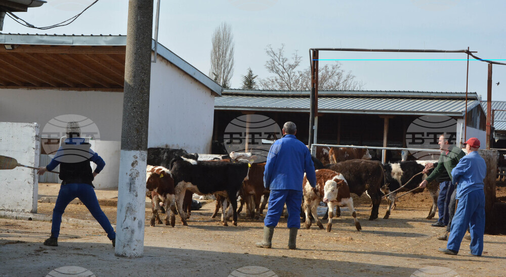 Село Конуш – пожар - кравеферма