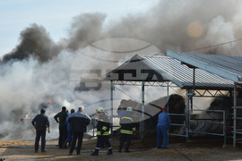 Село Конуш – пожар - кравеферма