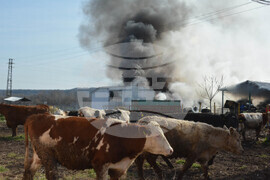 Село Конуш – пожар - кравеферма