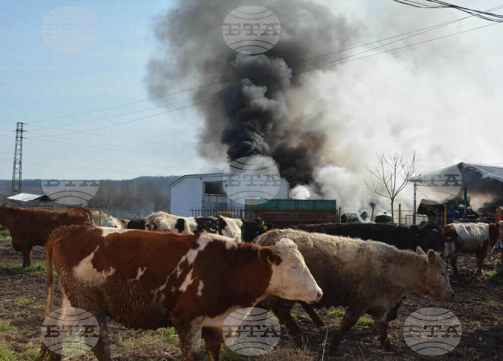 Над 20 крави са загинали при пожар в кравеферма в свищовското село Козловец