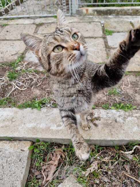 Кастрационен маратон на дворни кучета и котки ще се състои в Сливен от 18 до 21 септември