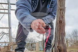 Варна - Трифон Зарезан - празник