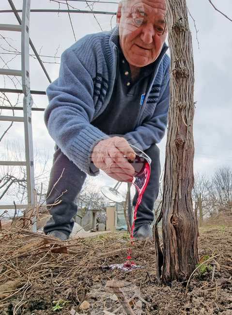 Варна - Трифон Зарезан - празник
