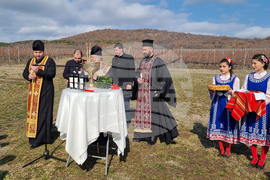 село Еленово - Трифон Зарезан - лозя - зарязване