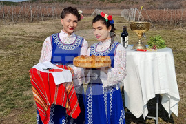 село Еленово - Трифон Зарезан - лозя - зарязване