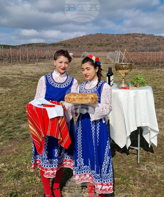 село Еленово - Трифон Зарезан - лозя - зарязване