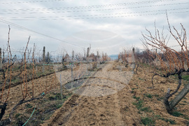 село Дъбрава - Празник на виното