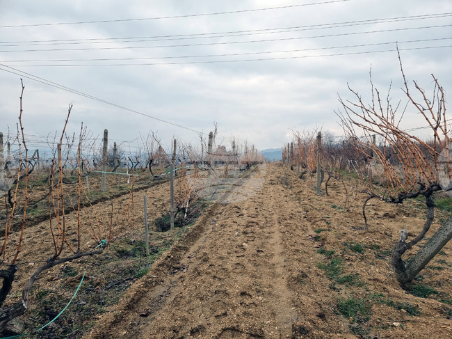 село Дъбрава - Празник на виното