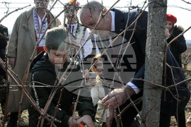 Сунгурларе - Трифон Зарезан - лозя - зарязване