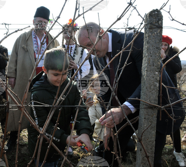 Сунгурларе - Трифон Зарезан - лозя - зарязване