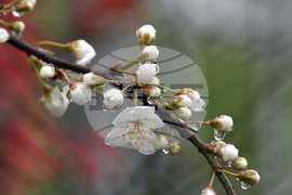 Село Голям Поровец - дъждовни капки