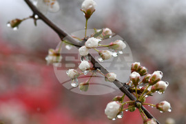 Село Голям Поровец - дъждовни капки