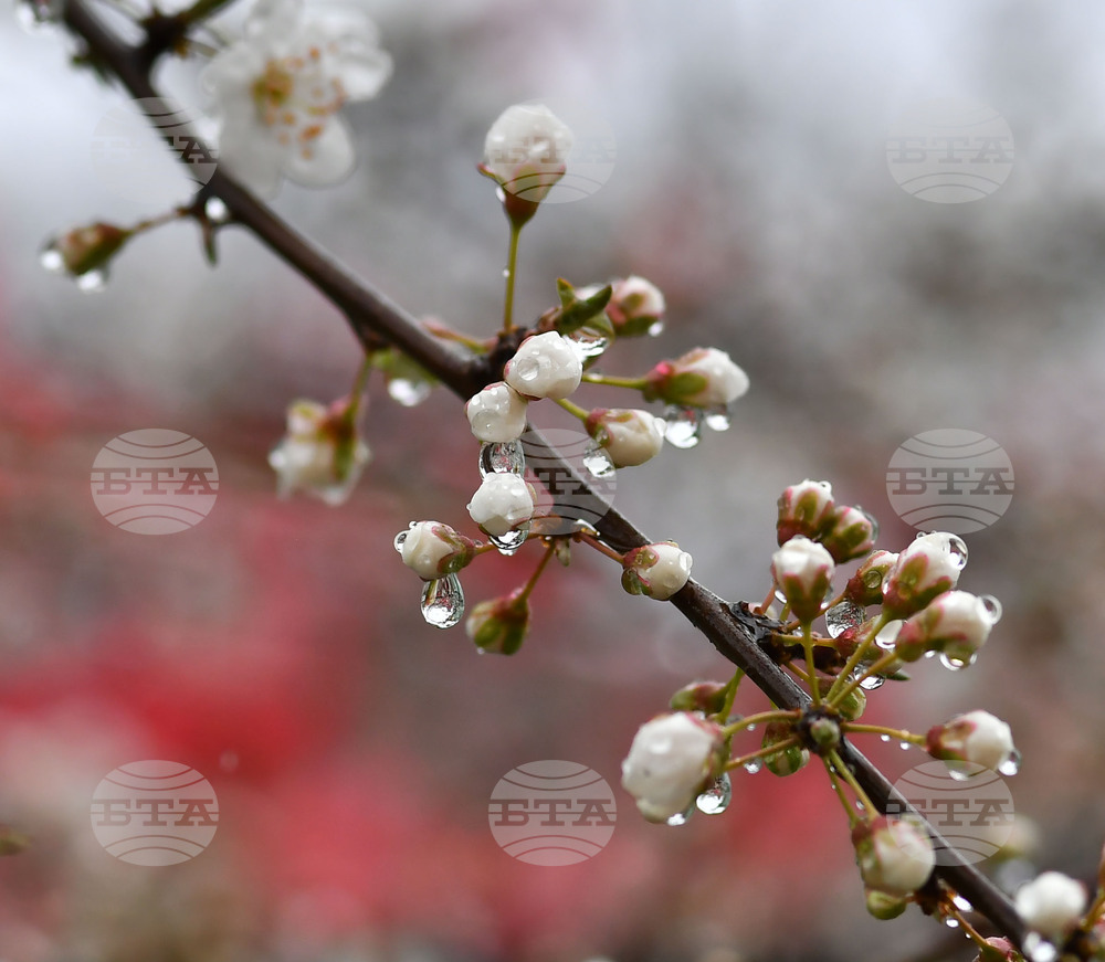 Село Голям Поровец - дъждовни капки