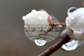 Село Голям Поровец - дъждовни капки