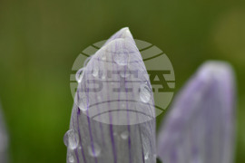 Село Голям Поровец - дъждовни капки