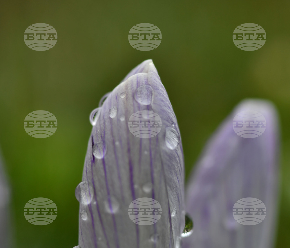 Село Голям Поровец - дъждовни капки