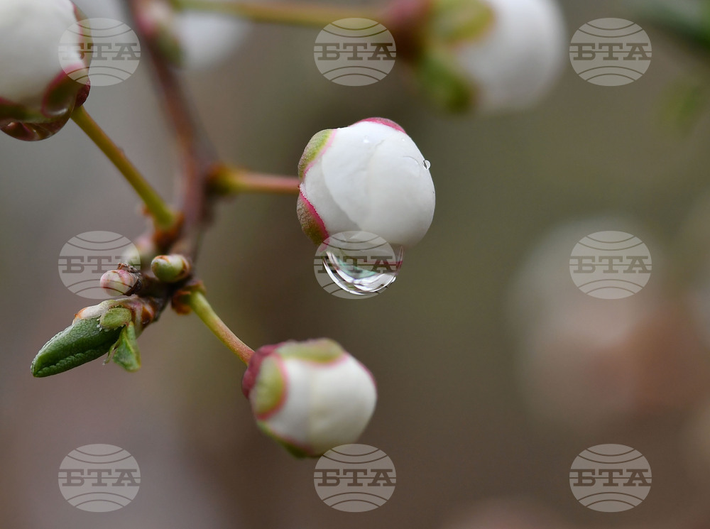 Село Голям Поровец - дъждовни капки