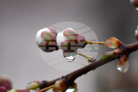 Село Голям Поровец - дъждовни капки