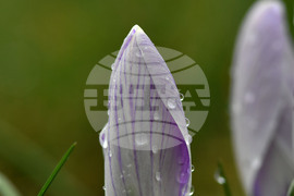 Село Голям Поровец - дъждовни капки