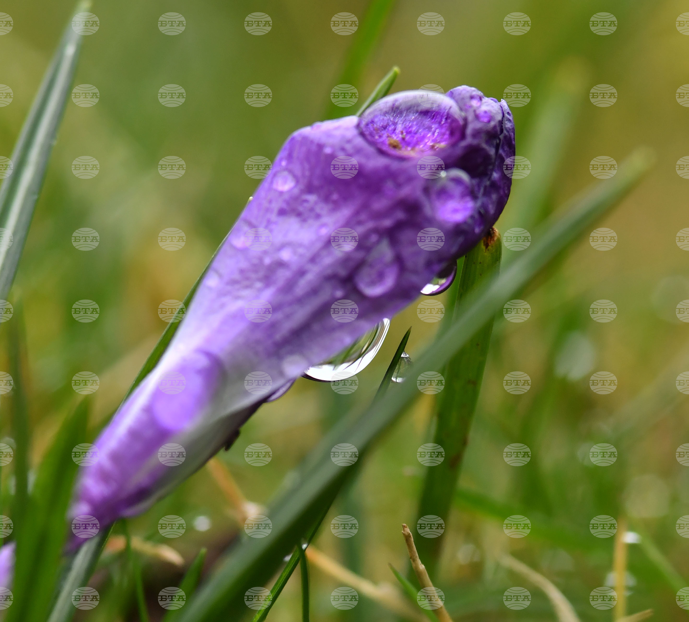 Село Голям Поровец - дъждовни капки