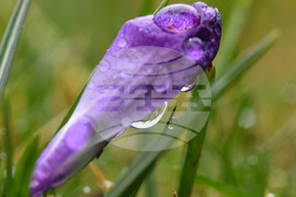 Село Голям Поровец - дъждовни капки