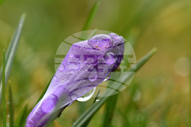 Село Голям Поровец - дъждовни капки