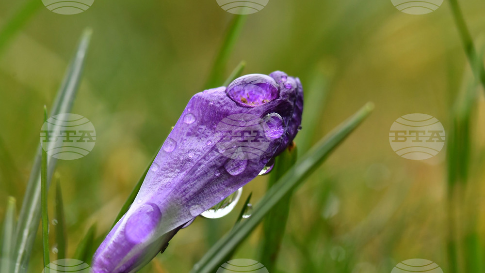 Село Голям Поровец - дъждовни капки