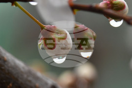 Село Голям Поровец - дъждовни капки