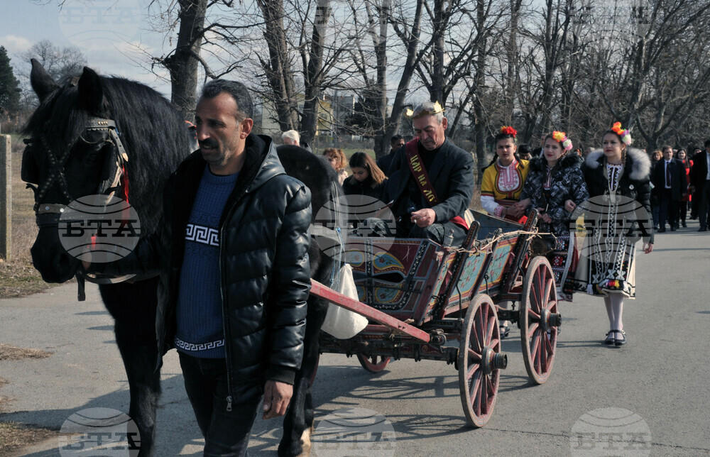 Сунгурларе - Трифон Зарезан - лозя - зарязване