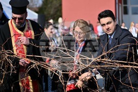 Село Брестник - Трифон Зарезан - лозя - зарязване